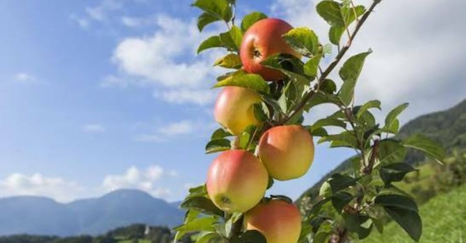 Mele piemontesi, raccolta anticipata per il caldo e produzione in crescita