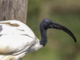 Ibis sacri nei parchi di Novara: tra meraviglia e allarme ambientale