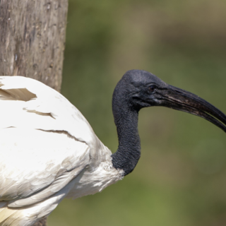 Ibis sacri nei parchi di Novara: tra meraviglia e allarme ambientale