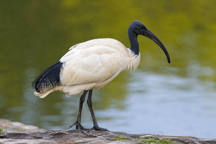 Ibis Sacro, Patto per il Nord lancia l’allarme: "Servono interventi concreti e non soluzioni temporanee"