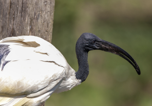 Ibis sacri nei parchi di Novara: tra meraviglia e allarme ambientale