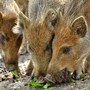 Danni da fauna selvatica, Coldiretti Piemonte: "Risarcimenti insufficienti, penalizzate le aziende agricole" Danni da fauna selvatica, Coldiretti Piemonte: "Risarcimenti insufficienti, penalizzate le aziende agricole"