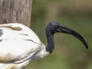 Ibis sacri nei parchi di Novara: tra meraviglia e allarme ambientale