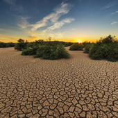 Caldo estremo e siccità mettono a dura prova l’agricoltura europea: l'allarme del bollettino MARS della Commissione UE Caldo estremo e siccità mettono a dura prova l’agricoltura europea: l'allarme del bollettino MARS della Commissione UE