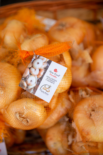 Fontaneto d'Agogna celebra la Cipolla Bionda: nuova sede e palatenda per la fiera del Presidio Slow Food Fontaneto d'Agogna celebra la Cipolla Bionda: nuova sede e palatenda per la fiera del Presidio Slow Food