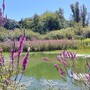 Completati i lavori di riqualificazione della Palude di Casalbeltrame: nuova vita per la riserva naturale tra Novarese e Vercellese