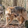Lupi, commissione tutela animali: &quot;Declassamento ingiustificato&quot;