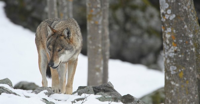 Esemplare Centro Uomini Lupi (F. Panuello)