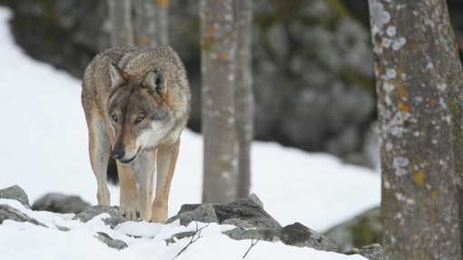 Esemplare Centro Uomini Lupi (F. Panuello) Esemplare Centro Uomini Lupi (F. Panuello)