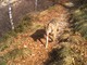 Report aumento lupi, la Regione chiede al Governo di intervenire