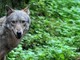 Moncalvo (Coldiretti): “Più lupi in Piemonte rispetto all’intera Svezia con circa 600 esemplari, a rischio la biodiversità dei nostri territori”