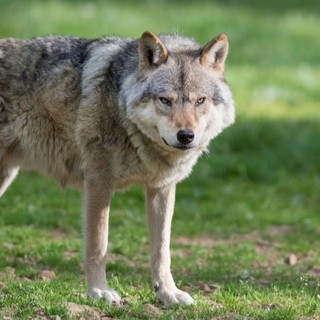 Coldiretti Piemonte, lupo: subito indennizzi a sostegno delle imprese