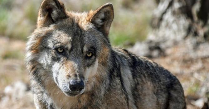 Il  Piemonte conta circa 464 lupi. Nuove presenze anche nel Novarese