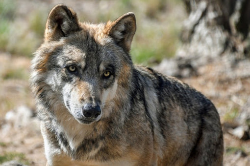 Commissione tutela degli animali: &quot;Irragionevole il declassamento della protezione del lupo&quot;