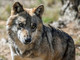 Commissione tutela degli animali: &quot;Irragionevole il declassamento della protezione del lupo&quot;