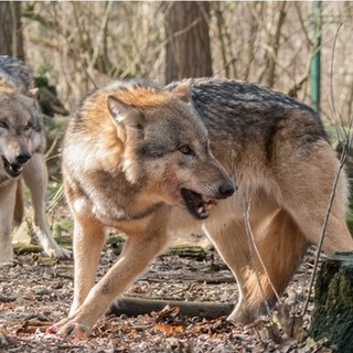 Lupi, commissione tutela animali: &quot;Declassamento ingiustificato&quot;