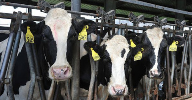 Caldo e siccità, negli allevamenti del Novarese cala la produzione di latte