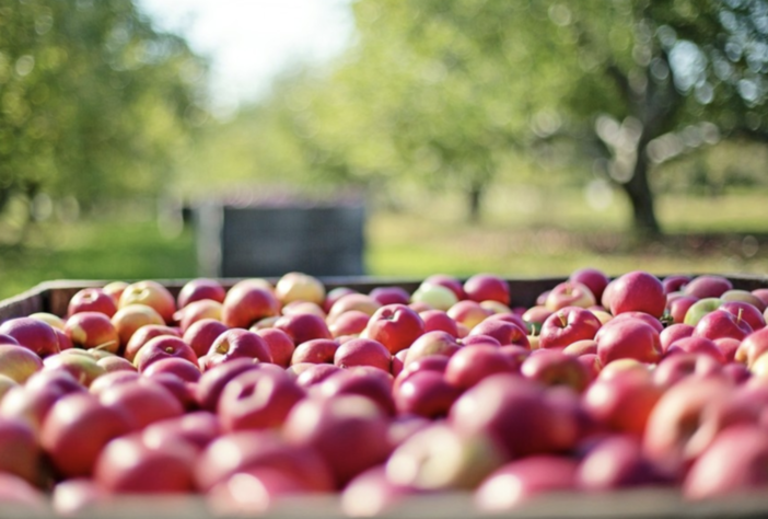 "La mela di Aism" arriva nelle piazze novaresi "La mela di Aism" arriva nelle piazze novaresi