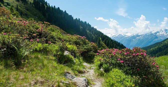Terrazzamenti alpini, boom di richieste al bando FOSMIT: 75 domande per oltre 5,5 milioni di euro (foto di repertorio)
