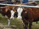 Aperto il bando da 7 milioni della Regione per il benessere degli animali