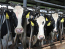 Coldiretti Piemonte sulla filiera della carne: "Dare priorità a redditività imprese e sovranità alimentare" Coldiretti Piemonte sulla filiera della carne: "Dare priorità a redditività imprese e sovranità alimentare"