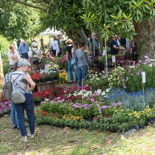 &quot;Menta e Rosmarino&quot;: torna a Miasino il grande evento dedicato a piante e cultura green