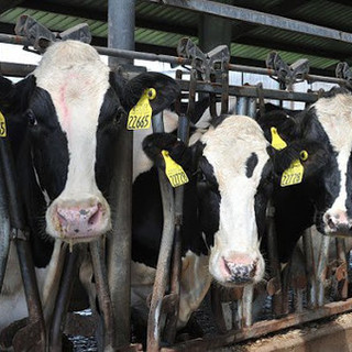 In Regione un tavolo sulla filiera della carne