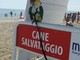 Viaggiare con gli animali: consigli e indicazioni per spostarsi con i nostri amici a quattro zampe.