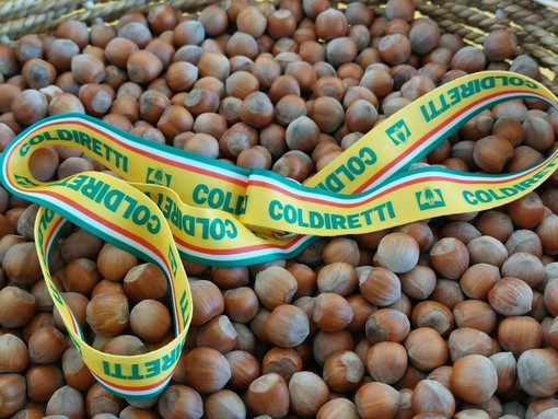 Nocciole, Coldiretti chiede un tavolo regionale: “Serve un fondo straordinario”