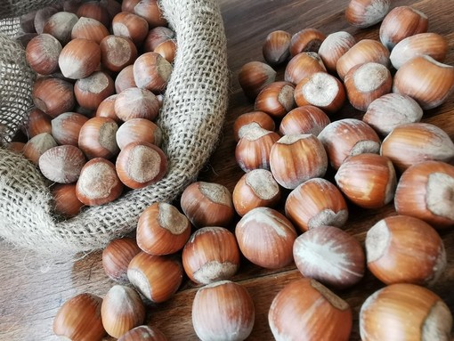 Il timore di Cia: "Siccità e prezzi bassi stanno mettendo fuori mercato le nocciole piemontesi"