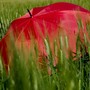 Nel novarese l'estate meteorologica inizia con l'allerta gialla per temporali Nel novarese l'estate meteorologica inizia con l'allerta gialla per temporali