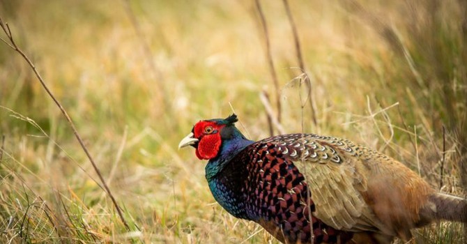 Fauna selvatica, il Piemonte aggiorna le regole: via libera in Commissione alle nuove Zrc
