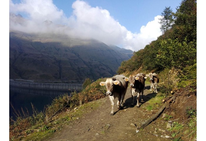 La transumanza sul grande schermo nella rassegna cinematografica itinerante di Transumè