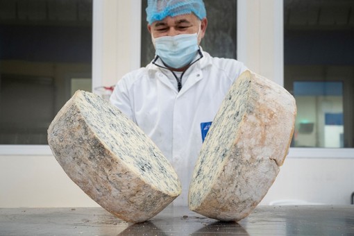 Gorgonzola Dop: il formaggio goloso a basso contenuto di sale VIDEO