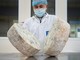 Gorgonzola Dop, produzione stabile nel 2026: cresce l’export verso Francia e Giappone Gorgonzola Dop, produzione stabile nel 2026: cresce l’export verso Francia e Giappone
