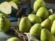 Coldiretti Piemonte, Frutta: caduta precoce delle pere a causa delle piogge