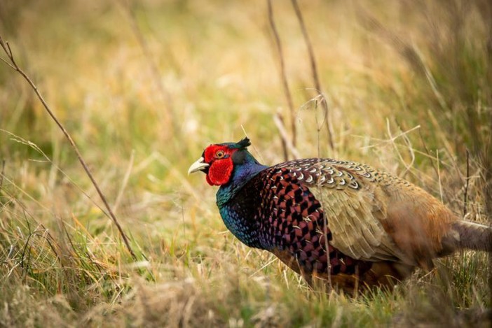 Fauna selvatica, il Piemonte aggiorna le regole: via libera in Commissione alle nuove Zrc