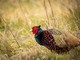 Fauna selvatica, il Piemonte aggiorna le regole: via libera in Commissione alle nuove Zrc