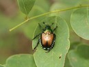 Lotta alla Popillia japonica Newman in Piemonte