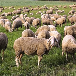 Transumè, il cammino della transumanza diventa cultura e turismo slow tra Novarese e Valsesia