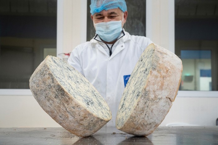 Gorgonzola Dop: il formaggio goloso a basso contenuto di sale VIDEO