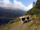 Emergenza acqua, Coldiretti Piemonte: "I pascoli a secco mettono a rischio la stagione in alpeggio" Emergenza acqua, Coldiretti Piemonte: "I pascoli a secco mettono a rischio la stagione in alpeggio"