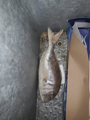 Sequestrati 13 kg di pesce in un alimentari etnico