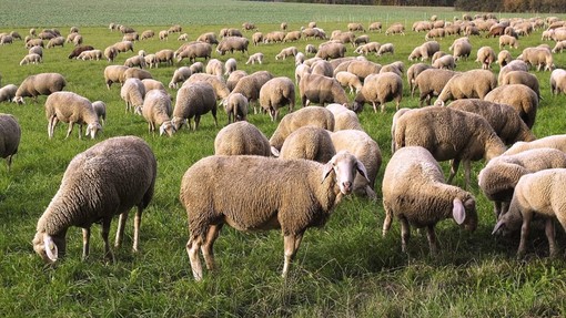 Transumè, il cammino della transumanza diventa cultura e turismo slow tra Novarese e Valsesia