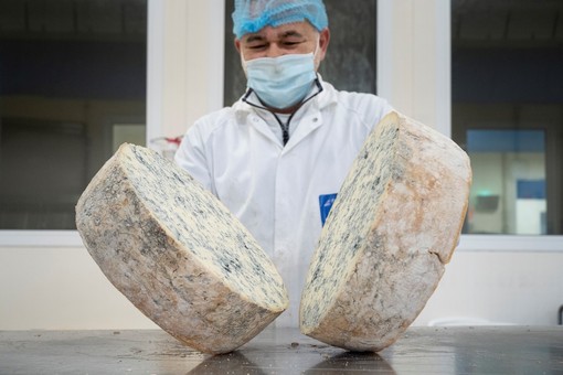 Gorgonzola Dop, produzione stabile nel 2026: cresce l’export verso Francia e Giappone Gorgonzola Dop, produzione stabile nel 2026: cresce l’export verso Francia e Giappone