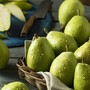 Coldiretti Piemonte, Frutta: caduta precoce delle pere a causa delle piogge