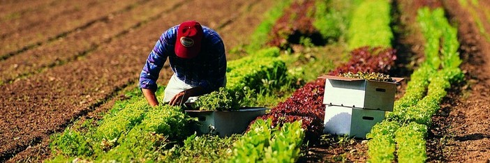 Coldiretti Piemonte: la multifunzionalità agricola strumento di resilienza per i giovani Coldiretti Piemonte: la multifunzionalità agricola strumento di resilienza per i giovani