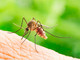 West Nile, due decessi nel Novarese: salgono a dieci i casi West Nile, due decessi nel Novarese: salgono a dieci i casi