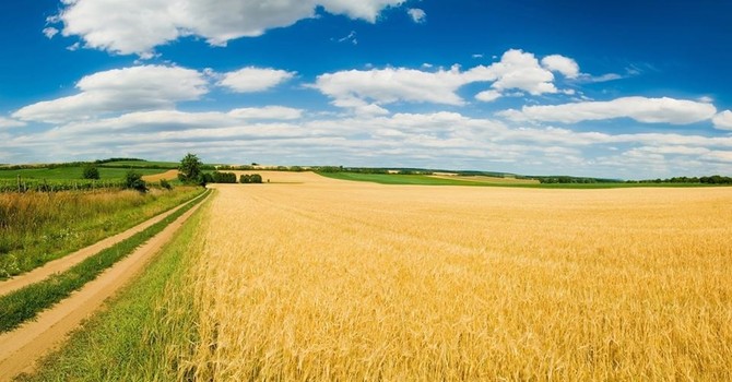 Nel Novarese giovedì 4 settembre la 37ª Giornata della risicoltura