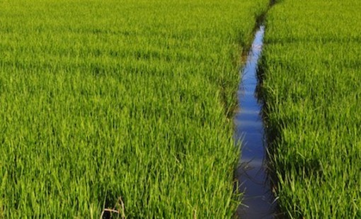 Sviluppo rurale, 20 milioni in arrivo dal bando della Regione per gli agricoltori piemontesi